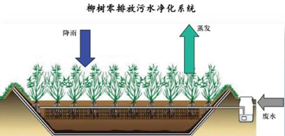 柳树零排放污水净化系统
